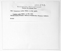 Tricholoma nudum image